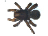  ( - BIOUG00630-G03)  @13 [ ] CC-0  G. Blagoev 2010 Unspecified