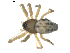  ( - BIOUG00630-H09)  @13 [ ] CC-0  G. Blagoev 2010 Unspecified