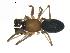  (Agyneta fabra - BIOUG00632-B12)  @15 [ ] CC-0  G. Blagoev 2010 Unspecified