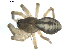  ( - BIOUG00632-C01)  @13 [ ] CC-0  G. Blagoev 2010 Unspecified