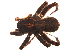  ( - BIOUG00633-A11)  @12 [ ] CC-0  G. Blagoev 2011 Unspecified