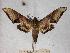  ( - BC-EMEM0194)  @14 [ ] Copyright (2010) Unspecified Research Collection of Ulf Eitschberger