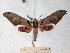  ( - BC-EMEM0292)  @14 [ ] Copyright (2010) Unspecified Research Collection of Ulf Eitschberger
