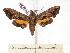  (Nyceryx nephus - BC-EMEM1037)  @14 [ ] Copyright (2010) Unspecified Research Collection of Ulf Eitschberger