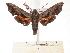  ( - BC-EMEM1043)  @13 [ ] Copyright (2010) Unspecified Research Collection of Ulf Eitschberger