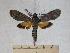  (Isognathus australis - BC-EMEM1223)  @13 [ ] Copyright (2010) Unspecified Research Collection of Ulf Eitschberger