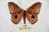  ( - BC-RBP 5758)  @12 [ ] Copyright (2010) Ron Brechlin Research Collection of Ron Brechlin