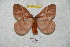  ( - BC-RBP 5917)  @13 [ ] Copyright (2010) Ron Brechlin Research Collection of Ron Brechlin