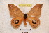  ( - BC-RBP 3678)  @13 [ ] Copyright (2010) Ron Brechlin Research Collection of Ron Brechlin