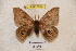  (Automeris jivaros - BC-RBP 3684)  @13 [ ] Copyright (2010) Ron Brechlin Research Collection of Ron Brechlin