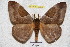  ( - BC-RBP 3784)  @11 [ ] Copyright (2010) Ron Brechlin Research Collection of Ron Brechlin