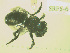  (Osmia claremontensis - SRFS-6)  @12 [ ] Unspecified (default): All Rights Reserved  Unspecified Unspecified