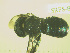  (Osmia nemoris - SRFS-8)  @12 [ ] Unspecified (default): All Rights Reserved  Unspecified Unspecified