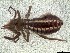  (Gaucha fasciata - Sol-M00060)  @11 [ ] Copyright (2016) Ricardo Botero Trujillo Museo Argentino de Ciencias Naturales