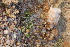  ( - Magee319)  @11 [ ] CreativeCommons - Attribution Non-Commercial Share-Alike (2012) Anthony Magee South African National Biodiversity Institute