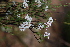  ( - Magee336)  @11 [ ] CreativeCommons - Attribution Non-Commercial Share-Alike (2012) Anthony Magee South African National Biodiversity Institute
