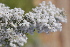 ( - Magee358)  @11 [ ] CreativeCommons - Attribution Non-Commercial Share-Alike (2012) Anthony Magee South African National Biodiversity Institute