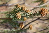  ( - Magee394)  @11 [ ] CreativeCommons - Attribution Non-Commercial Share-Alike (2012) Anthony Magee South African National Biodiversity Institute