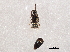  ( - BIOUG03521-A06)  @12 [ ] CreativeCommons - Attribution (2013) CBG Photography Group Centre for Biodiversity Genomics