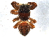  ( - BIOUG03525-D01)  @13 [ ] CreativeCommons - Attribution (2013) CBG Photography Group Centre for Biodiversity Genomics