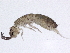  ( - BIOUG03626-C11)  @14 [ ] CreativeCommons - Attribution (2012) CBG Photography Group Centre for Biodiversity Genomics