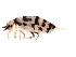  ( - BIOUG03506-B11)  @15 [ ] CreativeCommons - Attribution (2012) CBG Photography Group Centre for Biodiversity Genomics