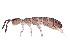  ( - BIOUG03506-D07)  @14 [ ] CreativeCommons - Attribution (2012) CBG Photography Group Centre for Biodiversity Genomics