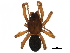  ( - BIOUG03525-G07)  @15 [ ] CreativeCommons - Attribution (2014) CBG Photography Group Centre for Biodiversity Genomics
