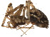  ( - BIOUG03525-H02)  @14 [ ] CreativeCommons - Attribution (2015) CBG Photography Group Centre for Biodiversity Genomics