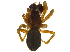  ( - BIOUG03630-F11)  @14 [ ] CreativeCommons - Attribution  CBG Photography Group Centre for Biodiversity Genomics