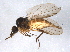  ( - BIOUG03781-C03)  @12 [ ] CreativeCommons - Attribution (2013) CBG Photography Group Centre for Biodiversity Genomics