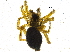  (Agyneta sp. 2GAB - BIOUG03896-E08)  @13 [ ] CreativeCommons - Attribution (2013) CBG Photography Group Centre for Biodiversity Genomics