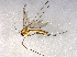  (Bolitophila acuta - BIOUG03936-F02)  @13 [ ] CreativeCommons - Attribution (2013) CBG Photography Group Centre for Biodiversity Genomics