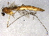  ( - BIOUG03936-F11)  @13 [ ] CreativeCommons - Attribution (2013) CBG Photography Group Centre for Biodiversity Genomics