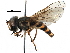  ( - BIOUG03767-H05)  @15 [ ] CreativeCommons - Attribution (2016) CBG Photography Group Centre for Biodiversity Genomics