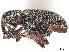  ( - BIOUG03942-C11)  @11 [ ] CreativeCommons - Attribution (2020) CBG Photography Group Centre for Biodiversity Genomics
