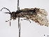  ( - BIOUG03981-F01)  @11 [ ] CreativeCommons - Attribution (2020) CBG Photography Group Centre for Biodiversity Genomics