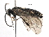  ( - BIOUG03981-F02)  @13 [ ] CreativeCommons - Attribution (2016) CBG Photography Group Centre for Biodiversity Genomics