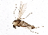  (Cricotopus sp. 13ES - BIOUG04067-E04)  @14 [ ] CreativeCommons - Attribution (2013) CBG Photography Group Centre for Biodiversity Genomics