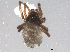  (Theonoe - BIOUG04069-A05)  @13 [ ] CreativeCommons - Attribution (2013) CBG Photography Group Centre for Biodiversity Genomics