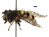  ( - BIOUG04174-E06)  @11 [ ] CreativeCommons - Attribution (2016) CBG Photography Group Centre for Biodiversity Genomics
