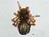 (Silometopoides pingrensis - BIOUG04069-B03)  @12 [ ] CreativeCommons - Attribution (2013) CBG Photography Group Centre for Biodiversity Genomics