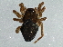  (Scirites finitimus - BIOUG04069-C11)  @13 [ ] CreativeCommons - Attribution (2013) CBG Photography Group Centre for Biodiversity Genomics