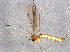  ( - BIOUG04176-B10)  @12 [ ] CreativeCommons - Attribution (2014) CBG Photography Group Centre for Biodiversity Genomics