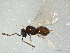  ( - BIOUG04281-A03)  @13 [ ] CreativeCommons - Attribution (2014) CBG Photography Group Centre for Biodiversity Genomics