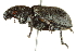 (Sitona aquilonius - BIOUG04341-G03)  @13 [ ] CreativeCommons - Attribution (2014) CBG Photography Group Centre for Biodiversity Genomics