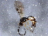 ( - BIOUG06150-A01)  @13 [ ] CreativeCommons - Attribution (2014) CBG Photography Group Centre for Biodiversity Genomics