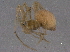  ( - BIOUG06190-B09)  @13 [ ] CreativeCommons - Attribution (2014) CBG Photography Group Centre for Biodiversity Genomics
