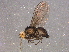  ( - BIOUG06327-G06)  @13 [ ] CreativeCommons - Attribution (2014) CBG Photography Group Centre for Biodiversity Genomics