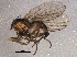  ( - BIOUG06327-G08)  @12 [ ] CreativeCommons - Attribution (2014) CBG Photography Group Centre for Biodiversity Genomics